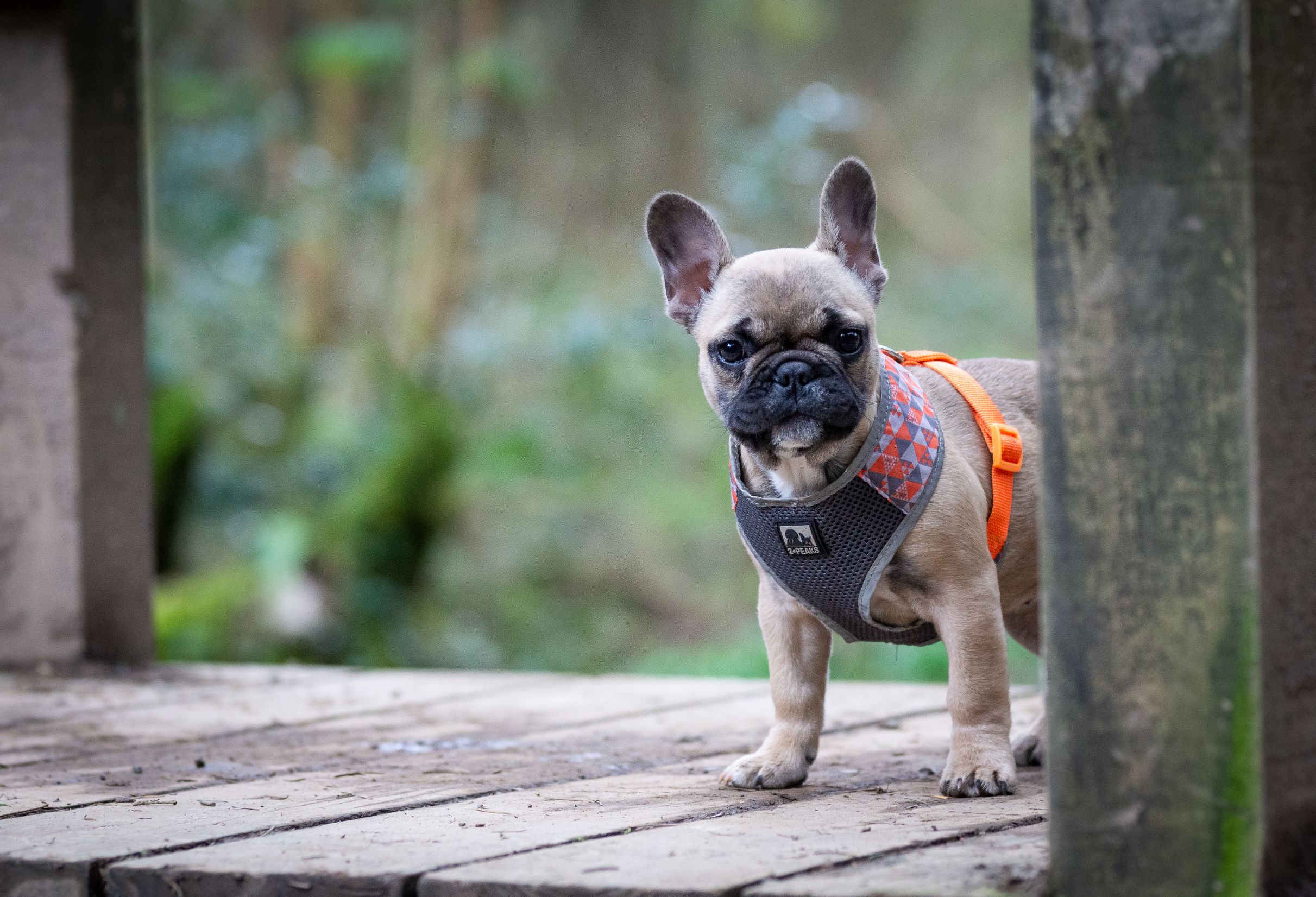 An image of a dog peeking around a corner